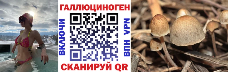 Псилоцибиновые грибы Cubensis  Купить где  Макарьев 
